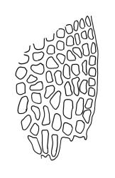 Zygodon gracillimus, basal angle cells.
 Image: R.C. Wagstaff © All rights reserved. Redrawn with permission from Lewinsky (1990). 